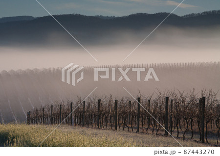 Sunrise over Yarra Valley In Winter Sunrise over Yarra Valley In Winter 87443270