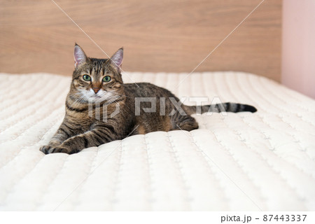 A domestic cat lies comfortably on the bed in the bedroom - selective focus, copy space A domestic cat lies comfortably on the bed in the bedroom - selective focus, copy space 87443337