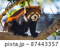 お庭で遊ぶレッサーパンダ 87443357