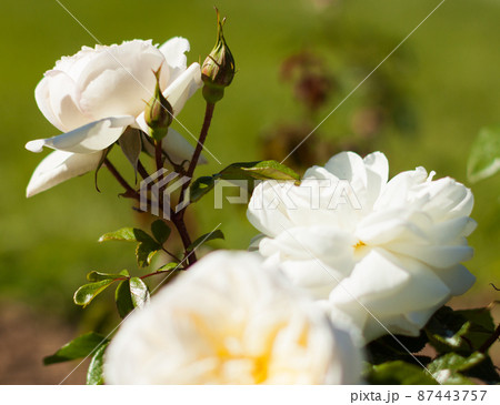 blooming white rose flower buds in the garden blooming white rose flower buds in the garden 87443757