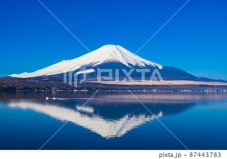 冬の富士山と白鳥のカップル　山中湖 87443783