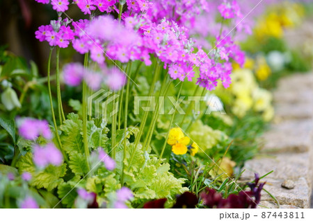 早春・花壇のサクラソウ 早春・花壇のサクラソウ 87443811