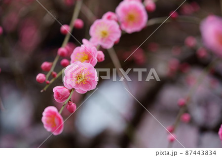 咲き始めのしだれ梅一枝 咲き始めのしだれ梅一枝 87443834