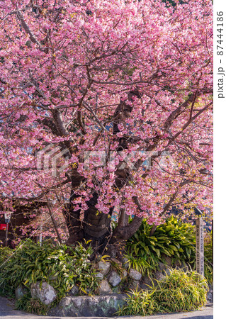 (静岡県)河津桜 原木 (静岡県)河津桜 原木 87444186