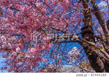 (静岡県)河津桜 原木 (静岡県)河津桜 原木 87444189