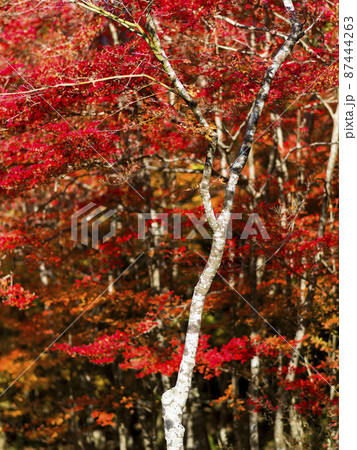 神戸 瑞宝寺公園の紅葉 / Autumn leaves in Zuihoji Park, Japan 神戸 瑞宝寺公園の紅葉 / Autumn leaves in Zuihoji Park, Japan 87444263