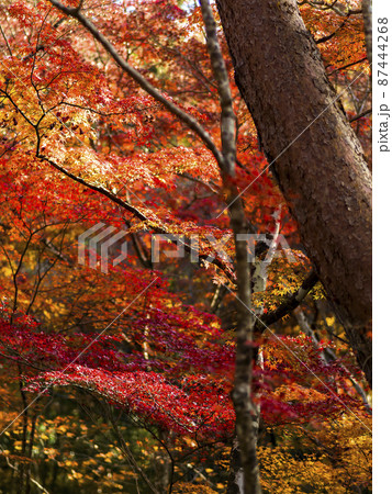 神戸 瑞宝寺公園の紅葉 / Autumn leaves in Zuihoji Park, Japan 87444268