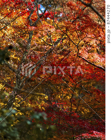 神戸 瑞宝寺公園の紅葉 / Autumn leaves in Zuihoji Park, Japan 神戸 瑞宝寺公園の紅葉 / Autumn leaves in Zuihoji Park, Japan 87444270
