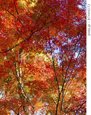神戸 瑞宝寺公園の紅葉 / Autumn leaves in Zuihoji Park, Japan 神戸 瑞宝寺公園の紅葉 / Autumn leaves in Zuihoji Park, Japan 87444272