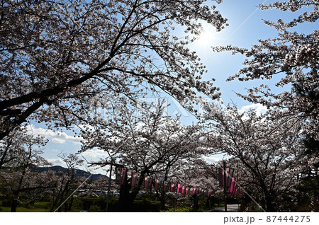 春の丹波篠山 87444275