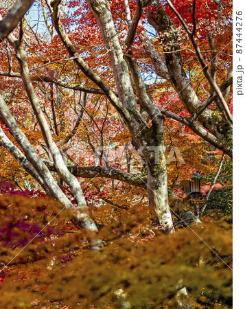 神戸 瑞宝寺公園の紅葉 / Autumn leaves in Zuihoji Park, Japan 87444276