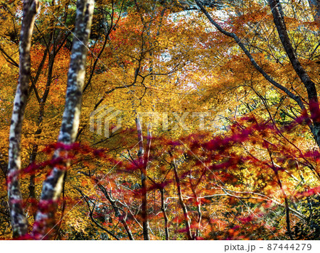 神戸 瑞宝寺公園の紅葉 / Autumn leaves in Zuihoji Park, Japan 神戸 瑞宝寺公園の紅葉 / Autumn leaves in Zuihoji Park, Japan 87444279