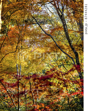 神戸 瑞宝寺公園の紅葉 / Autumn leaves in Zuihoji Park, Japan 87444281