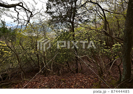 向山連山より 87444485