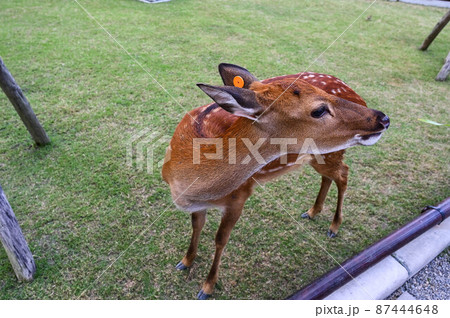 台湾 動物 動物学 87444648
