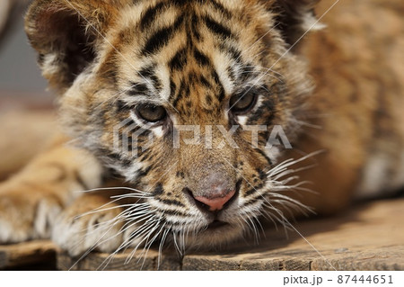 【山口県】秋吉台自然動物公園サファリランド 87444651