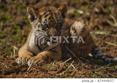 【山口県】秋吉台自然動物公園サファリランド 【山口県】秋吉台自然動物公園サファリランド 87444657