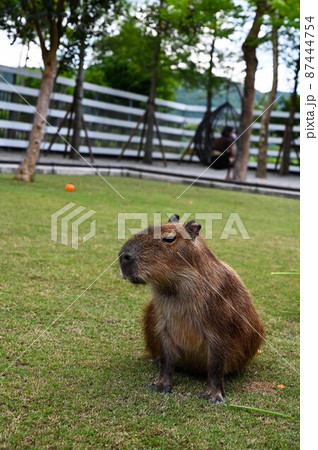 動物 動物学 哺乳類 87444754