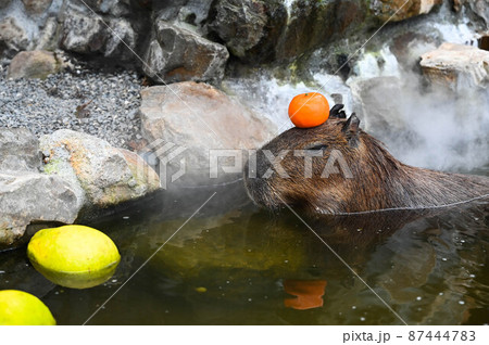 動物 動物学 哺乳類 87444783