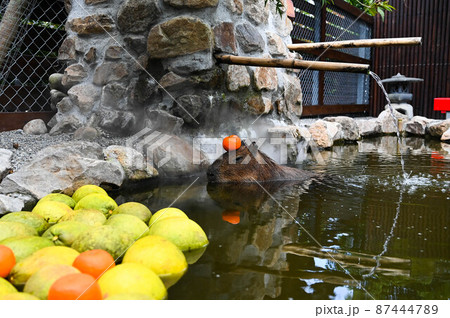 動物 動物学 哺乳類 87444789