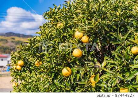 もうすぐ収穫、ニューサマーオレンジ 87444827