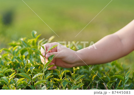 Asian woman hand picking up the tea leaves from the tea plantation, the new shoots are soft shoots. Water is a healthy food and drink. as background Healthcare concept with copy space. 87445083