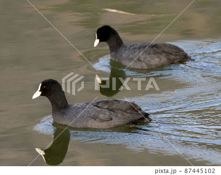 川で泳ぐ二羽のオオバン 川で泳ぐ二羽のオオバン 87445102