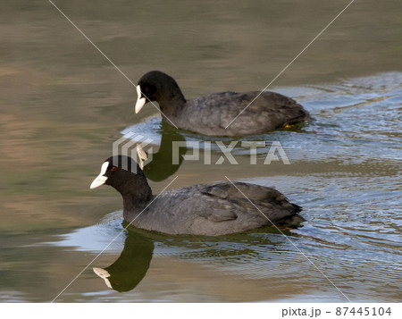 川で泳ぐ二羽のオオバン 87445104