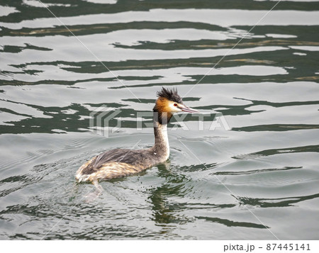 川で泳ぐ夏羽のカンムリカイツブリ 川で泳ぐ夏羽のカンムリカイツブリ 87445141