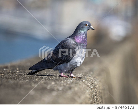 堤防の上に居るドバト 87445172