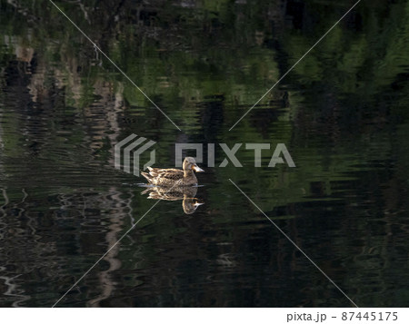 池に居るメスのハシビロガモ 87445175
