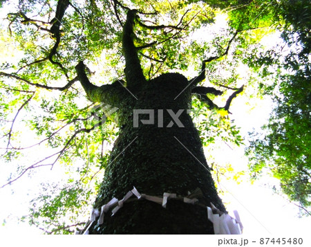 願い事 願い事 87445480