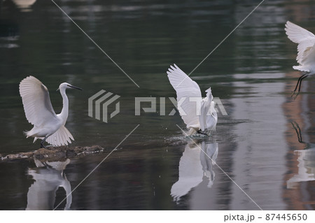 the flying White egret at the coast, hk 28 Feb 2022 the flying White egret at the coast, hk 28 Feb 2022 87445650