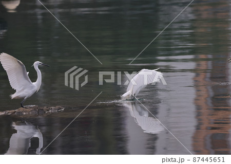 the flying White egret at the coast, hk 28 Feb 2022 the flying White egret at the coast, hk 28 Feb 2022 87445651