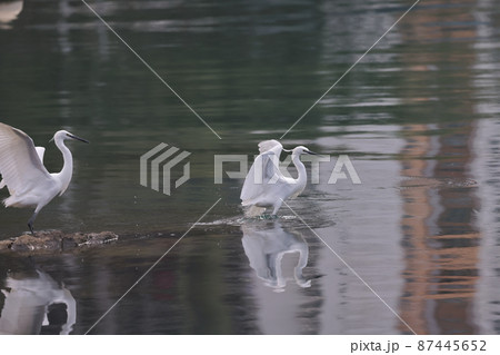 the flying White egret at the coast, hk 28 Feb 2022 the flying White egret at the coast, hk 28 Feb 2022 87445652