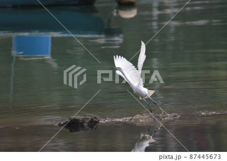 the flying White egret at the coast, hk 28 Feb 2022 87445673
