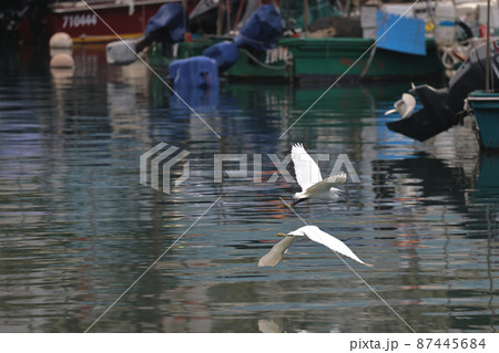 the White egret at the coast, hong kong  28 Feb 2022 87445684