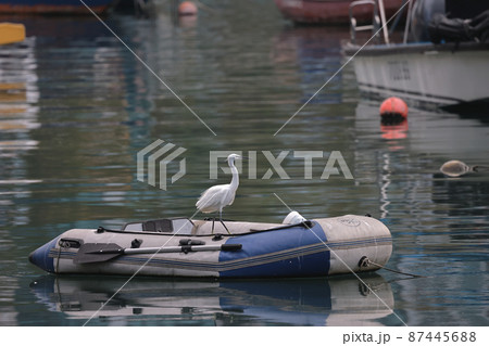 the White egret at the coast, hong kong  28 Feb 2022 87445688