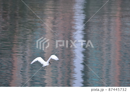 the White egret at the coast, hong kong  28 Feb 2022 87445732