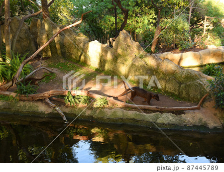 Fosa or Fossa (Cryptoprocta ferox) in natural environment in wild habitats 87445789