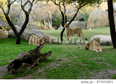 Lion. Wild African lions and other animals in natural environment with wild habitats 87445801