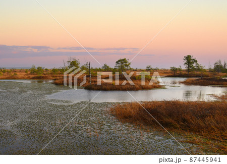 Swamp Yelnya in autumn landscape. Wild mire of Belarus. 87445941