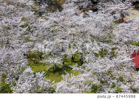鶴ヶ城 天守より ハート 桜 鶴ヶ城 天守より ハート 桜 87445998
