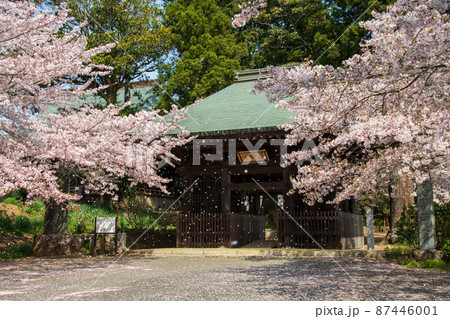 西連寺　桜吹雪　仁王門 87446001