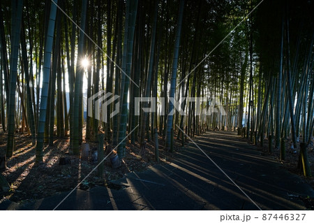 竹林 87446327