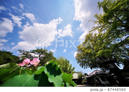 ハスの花 87446560
