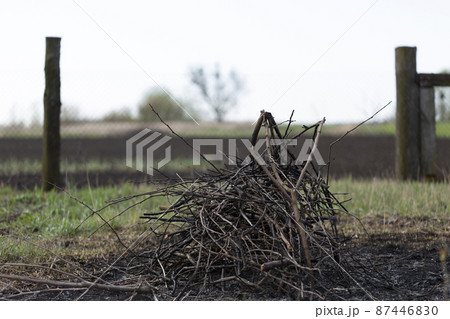 Pile of dry branches cut from fruit trees 87446830