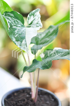 Syngonium podophyllum, Arrowhead Vine or Goosefoot Plant or Araceae 87446913