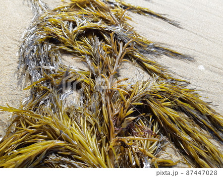 海岸に打ち上げられた海藻1 87447028