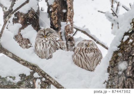 エゾフクロウのカップルはお休み中 87447302